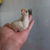 ۷عدد جوجه از نژاد مینیاتوری