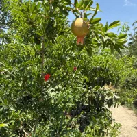 زمین-باغی