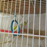 مرغ عشق با 6تا جوجه کبوتر طوقی سرخ دوچرخه 16