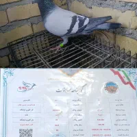 نرمسافتی کیلومتری بازرگان نشسته
