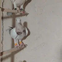 جوجه کفتر