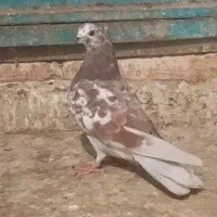 کفتر