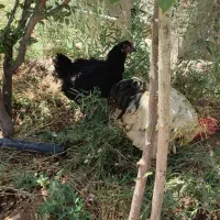 مرغ و خروس