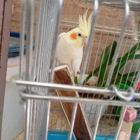 عروس هلندی نروماده