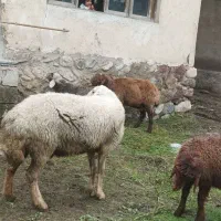 گوسفند|حیوانات مزرعه|شیرگاه, |دیوار