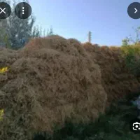 علف و یونجه