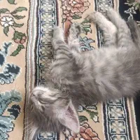فروش حیوانات