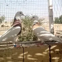 کبوتر جفت طوقی و چنتا نر