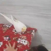 عروس هلندی گم شده