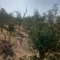 2000متر باغ بادام مامایی نمونه خودتان ببینید