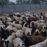 گوسفند   میش   بره  قوچ