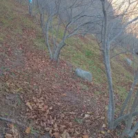 نیازمند سگ نگهبان