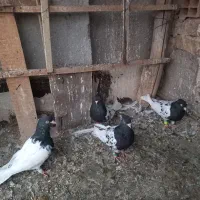 کبوتر رنگی کله دار