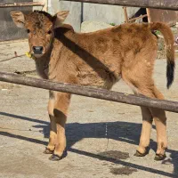 گوساله نر کوله شیرخوار (کلچه)