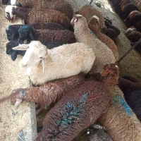 از بیست  تا صد  زنده zend