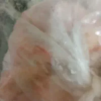 دنبه تازه