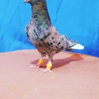 کوهی دم سفید سرخ آتشی ۱۴ پر دم قوار دار