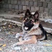 سگ ژرمن اصل