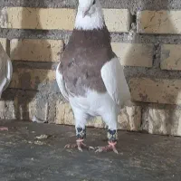 کبوتر طوقی