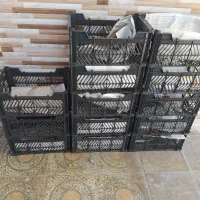 تعدادی سبدموجوداست