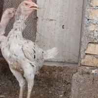 لاری مرغ