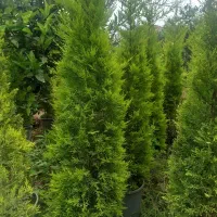 شمشاد طلایی.یاس.کاملیا.لاوسون