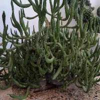 کاکتوس مادری بزرگ
