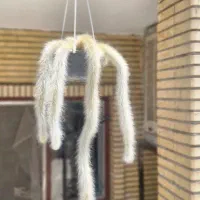 دو عدد دم روباهی