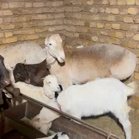 میش چینی کاور