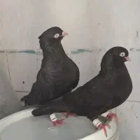جفت سیاه بهبهونی خوشکل چشم چنک سفید