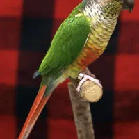 یه جفت گرینچیک