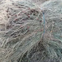 علوفه دست چین