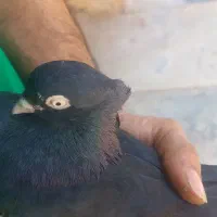 کفتر