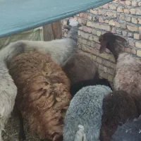 بره