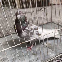 کفتر کله نر