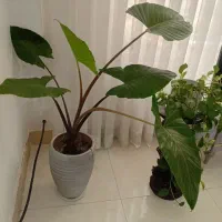 گل بابا آدم