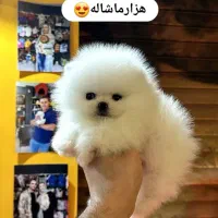 انواع توله پاپی