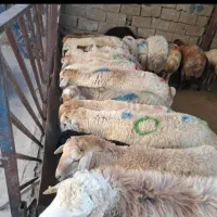 گوسفندمناسب‌قربانی‌عیدقربان‌وعاشوراتاسوعا
