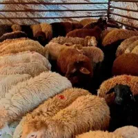 میش چاق وبره چاق قربانی
