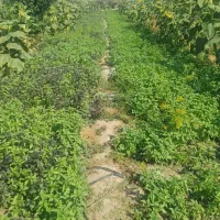 سبزی و صیفی محلی تازه