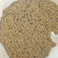 لوبیا عربی بذری
