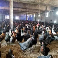 نیمچه مرغ بومی جهادی گلپایگانی جوجه بلک استارکاکلی