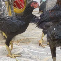 نیمچه لاری و دورگه ۳ ماهه