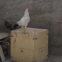 فروش مرغ تخم گذار