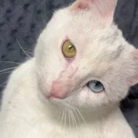 گربه چشم دورنگ نر سفید وان