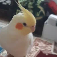جفت عروس با قفس سخنگو