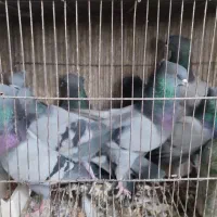کبوتر سبز