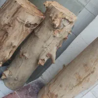 تنه درخت گردو سالم