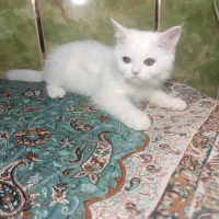 اسکاتیش 2/5ماهه
