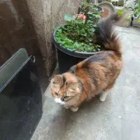 گربه اصیل برای واگذاری